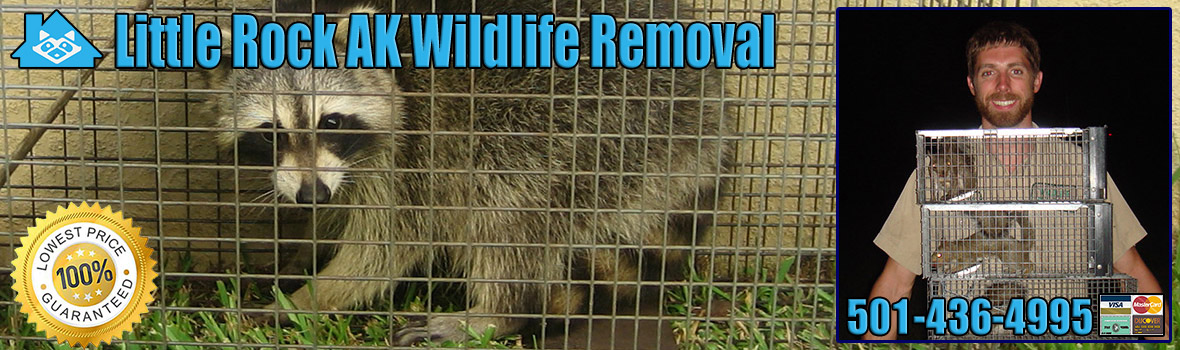 Little Rock Wildlife and Animal Removal